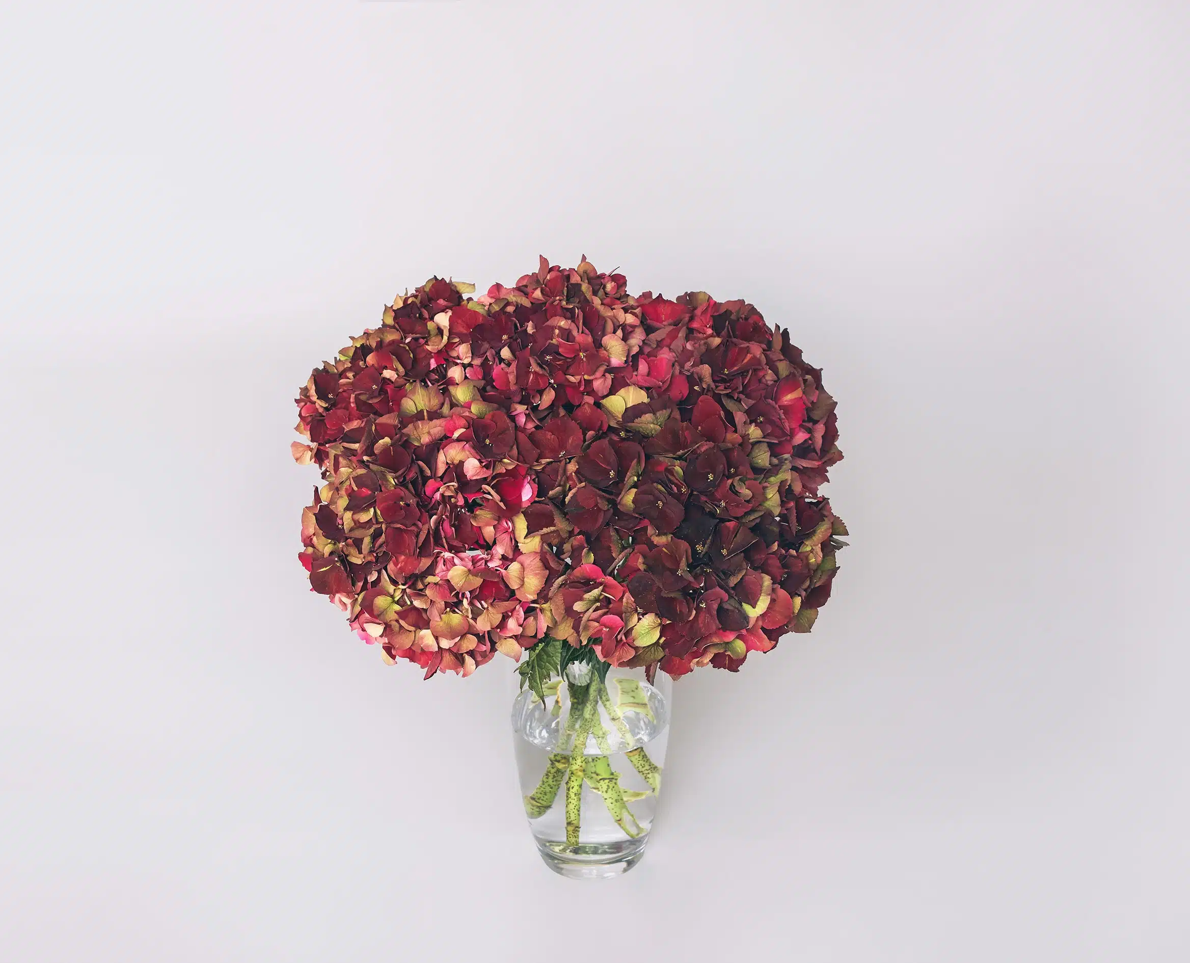 bouquet hortensia rouges