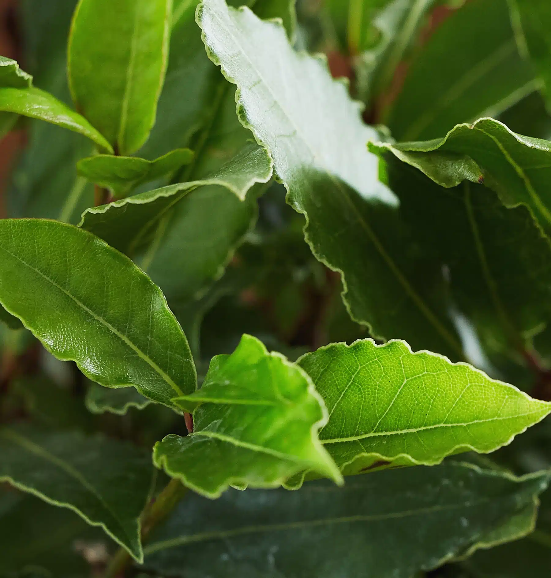 trois plantes d'intérieur, laurier, thym et romarin de diamètre 8 centimètres