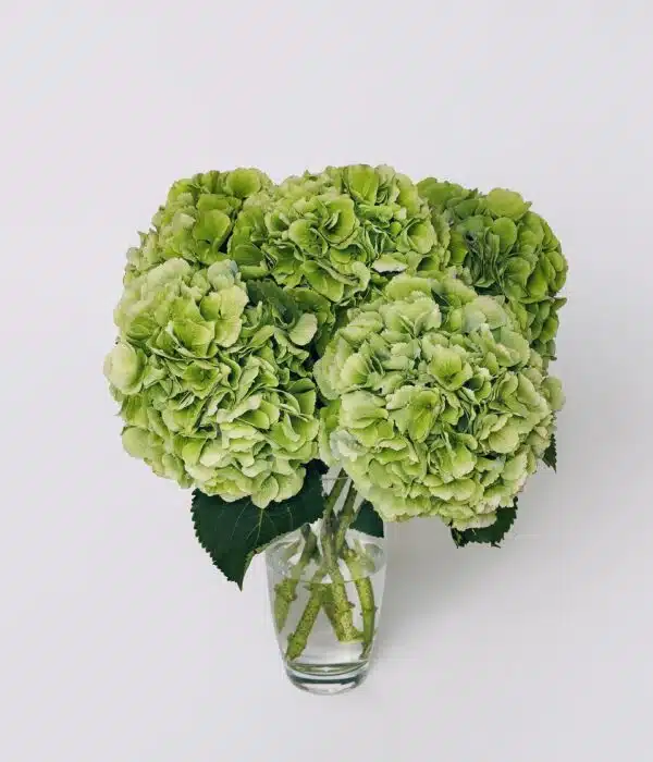 bouquet hortensia verts
