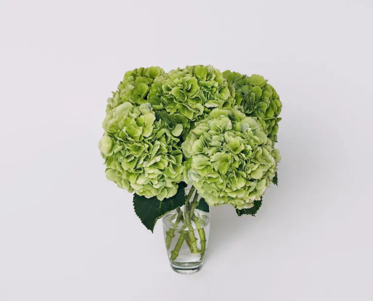 bouquet hortensia verts