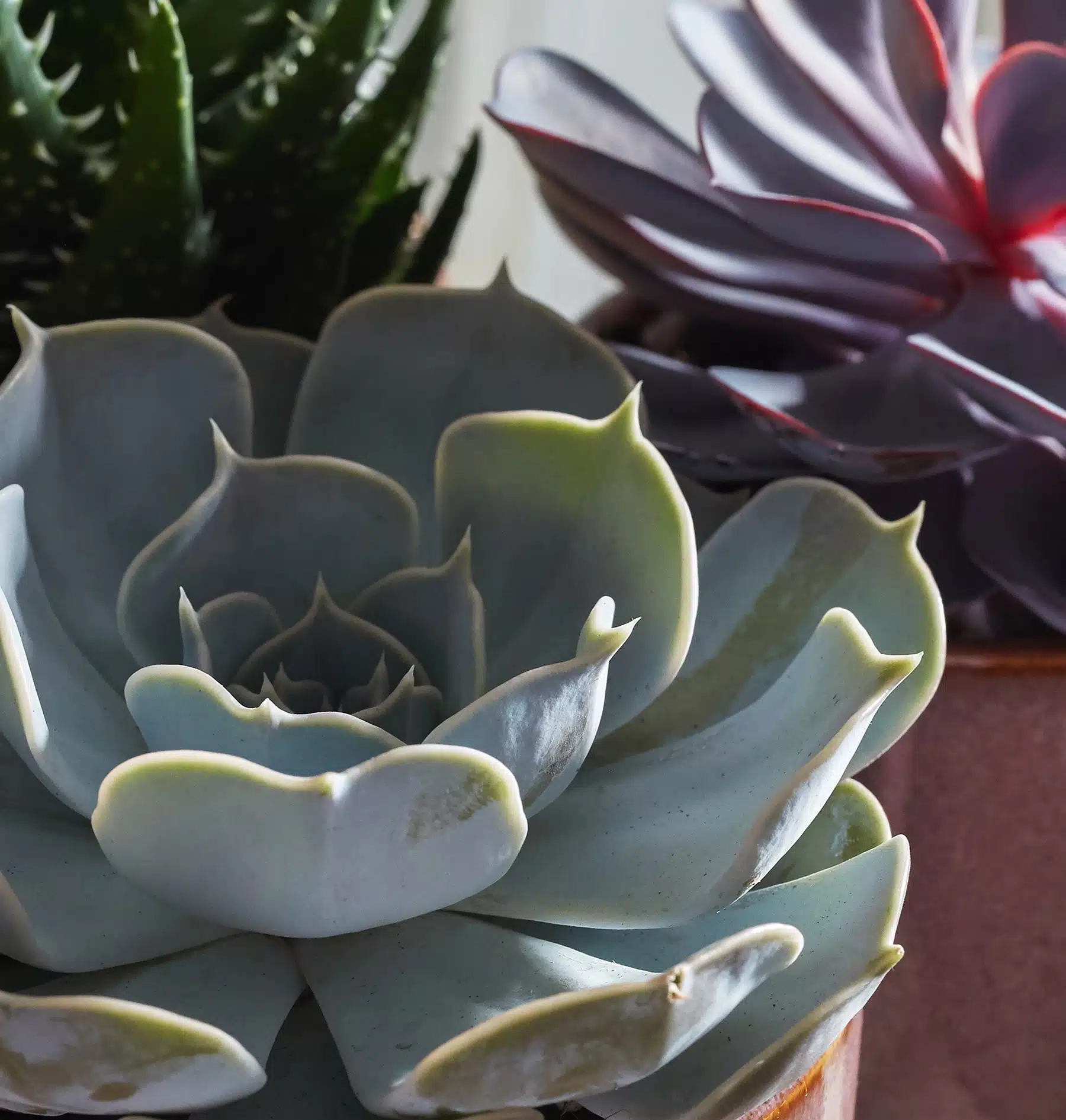 trio de succulentes plantes d'intérieur