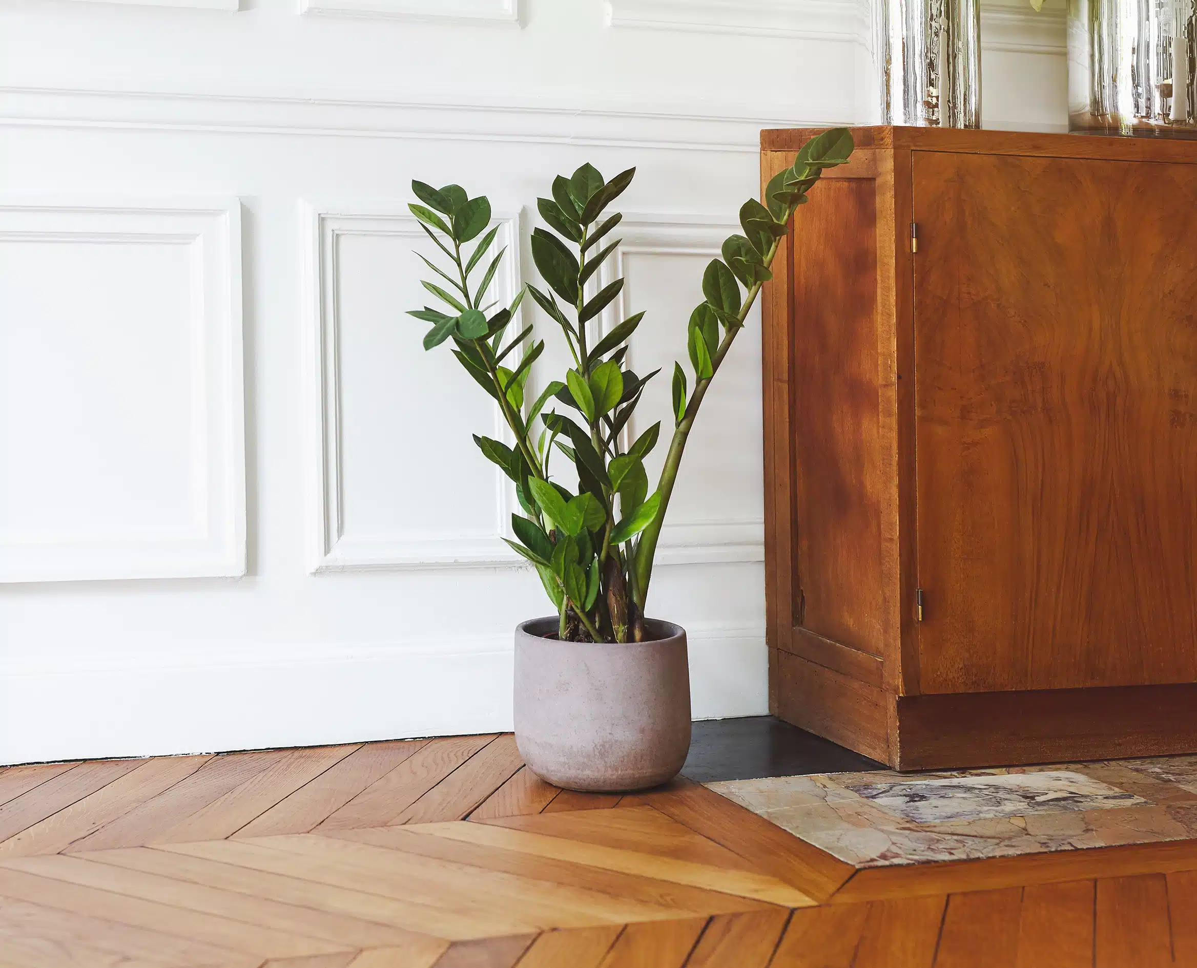 plante d'intérieur zamioculcas de diamètre 17 centimètres