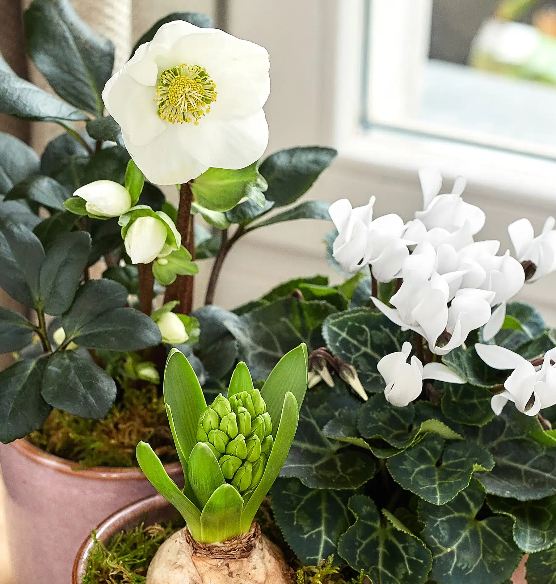 trois plantes d'extérieur, hellébore, jacinthe et cyclamen de diamètre 10 centimètres