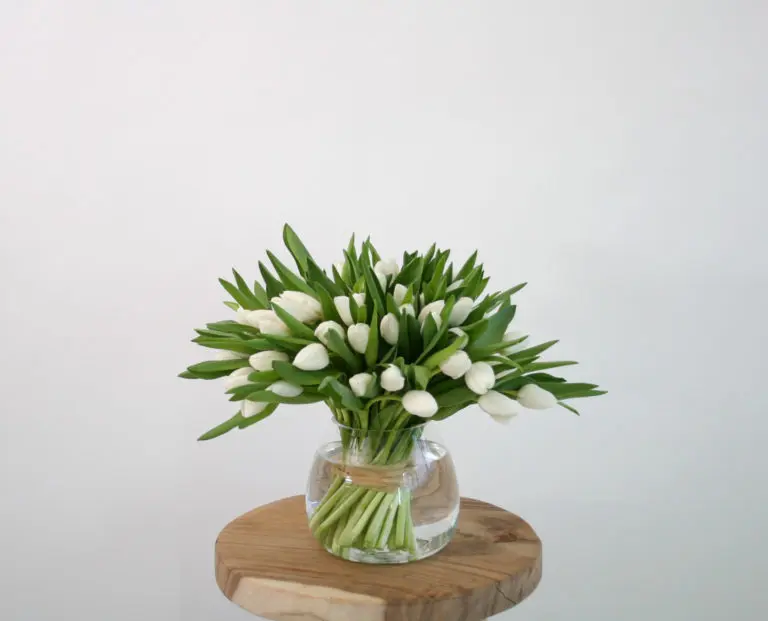 bouquet de tulipes blanches