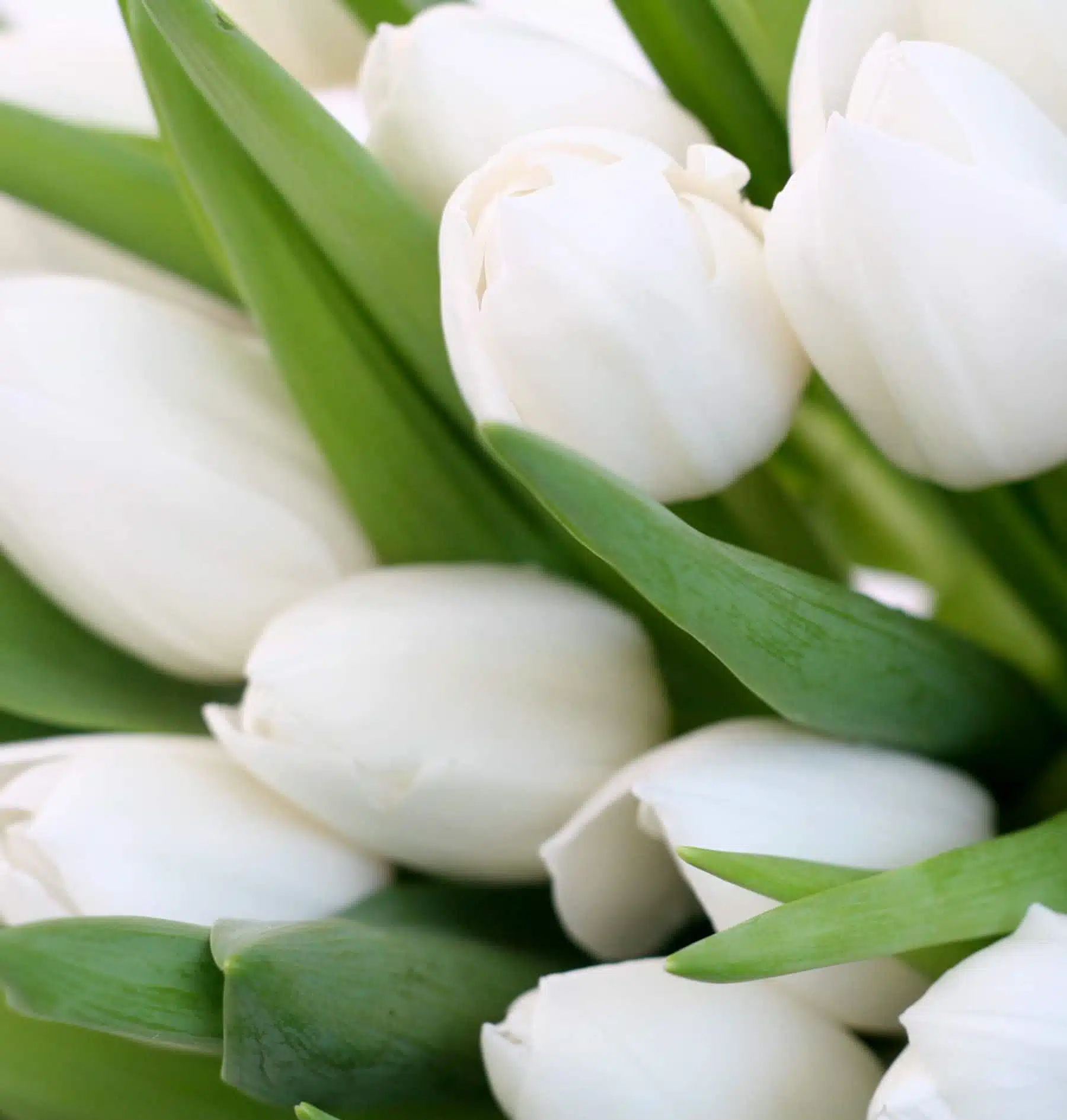 bouquet de tulipes blanches