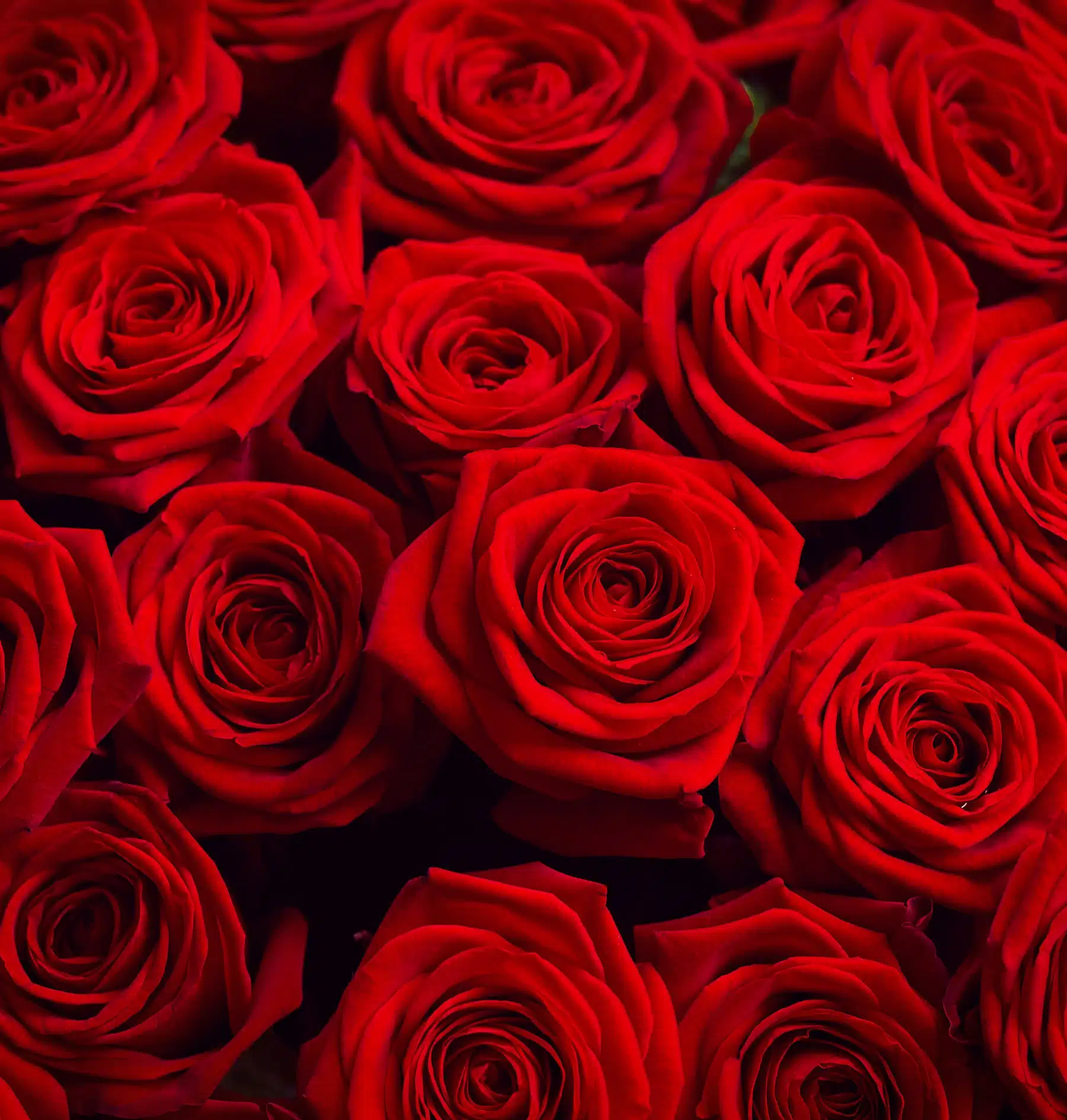 bouquet de roses rouges et eucalyptus bouquet de fleurs personnalisé