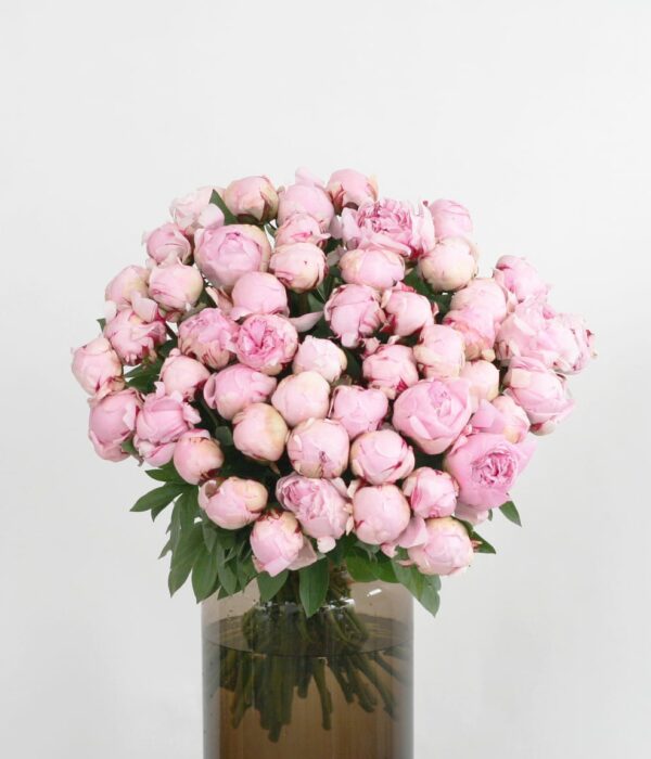 bouquet de pivoines roses pâles