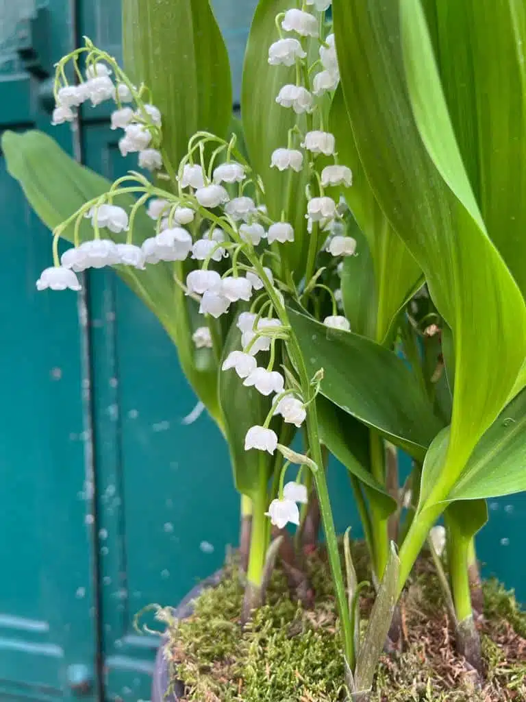 mai muguet