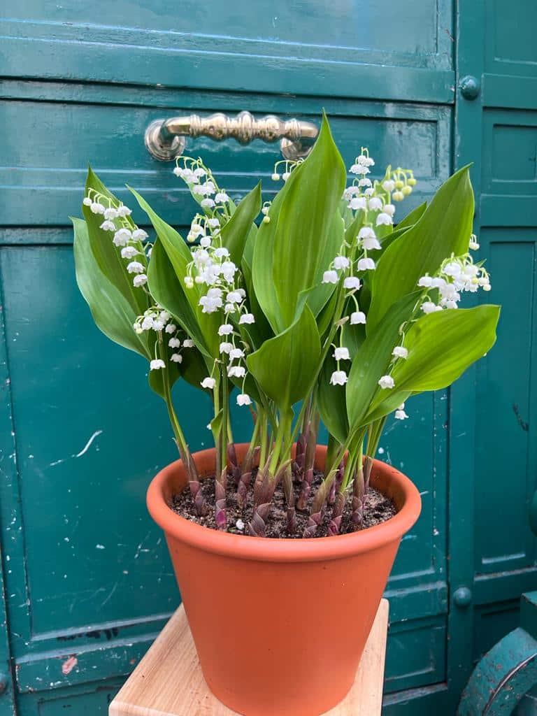 mai muguet