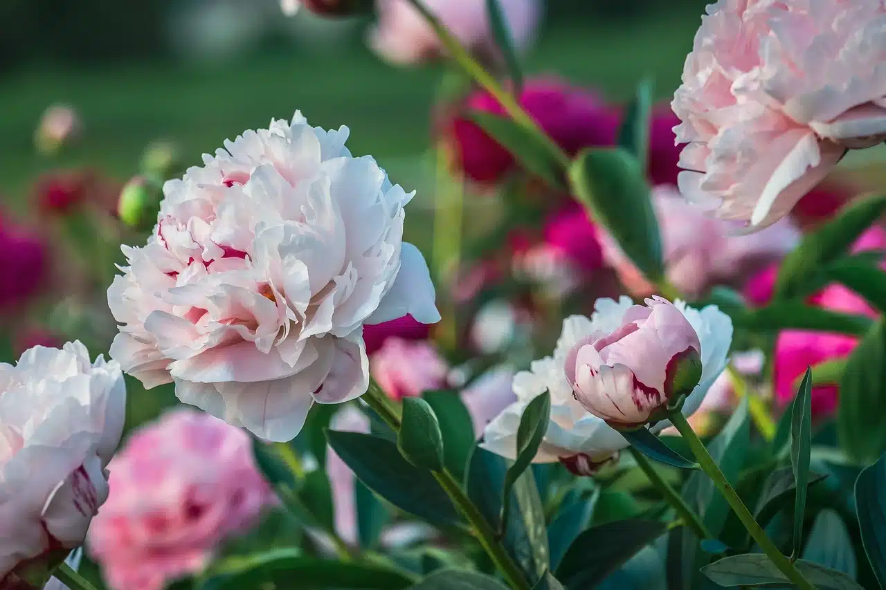 pivoines fleurs printemps