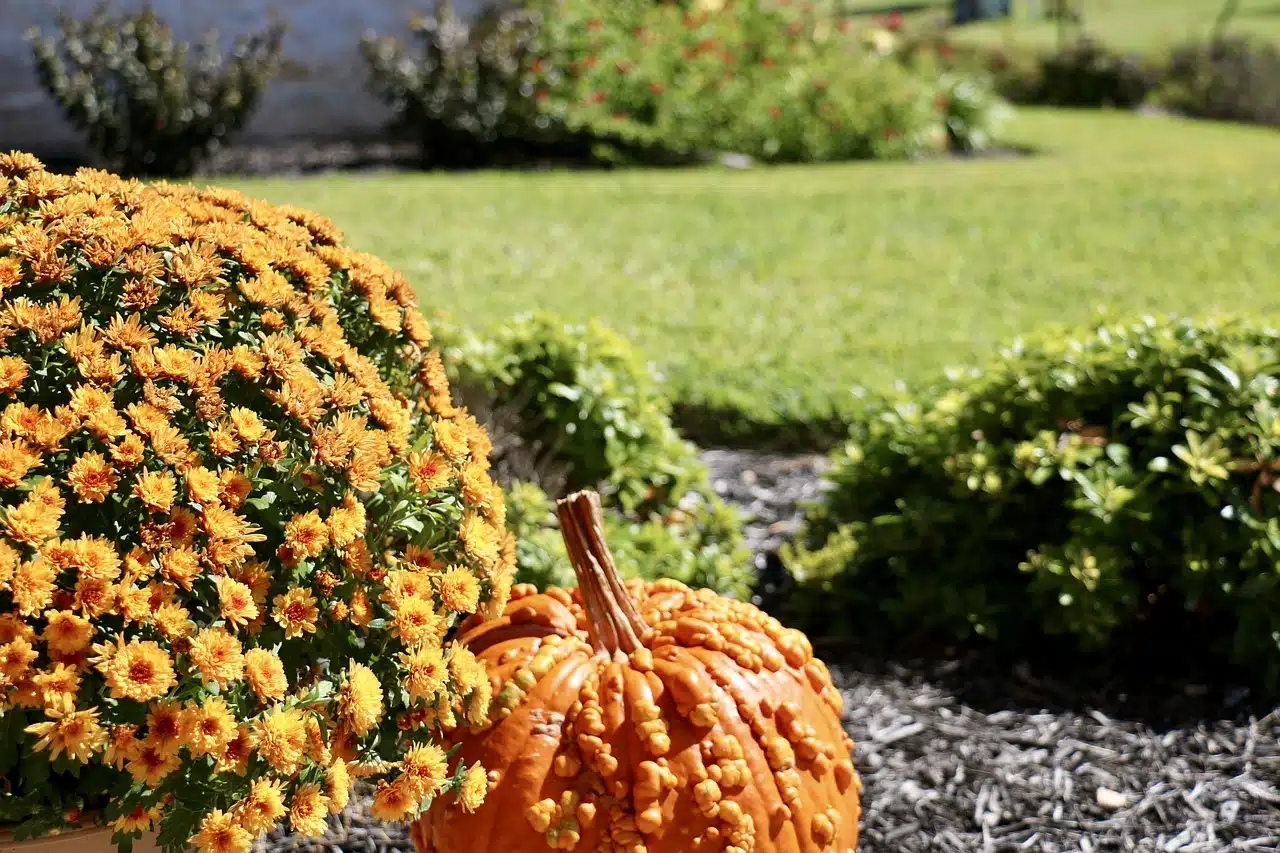 citrouille coloquinte chrysanthemum jardin automne