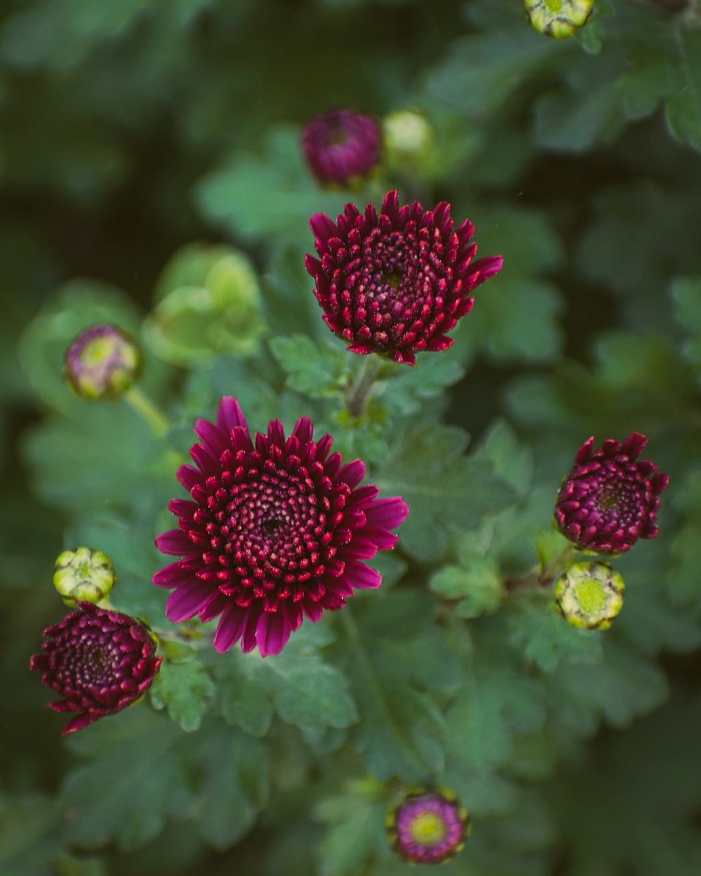 chrysantheme jardin automne