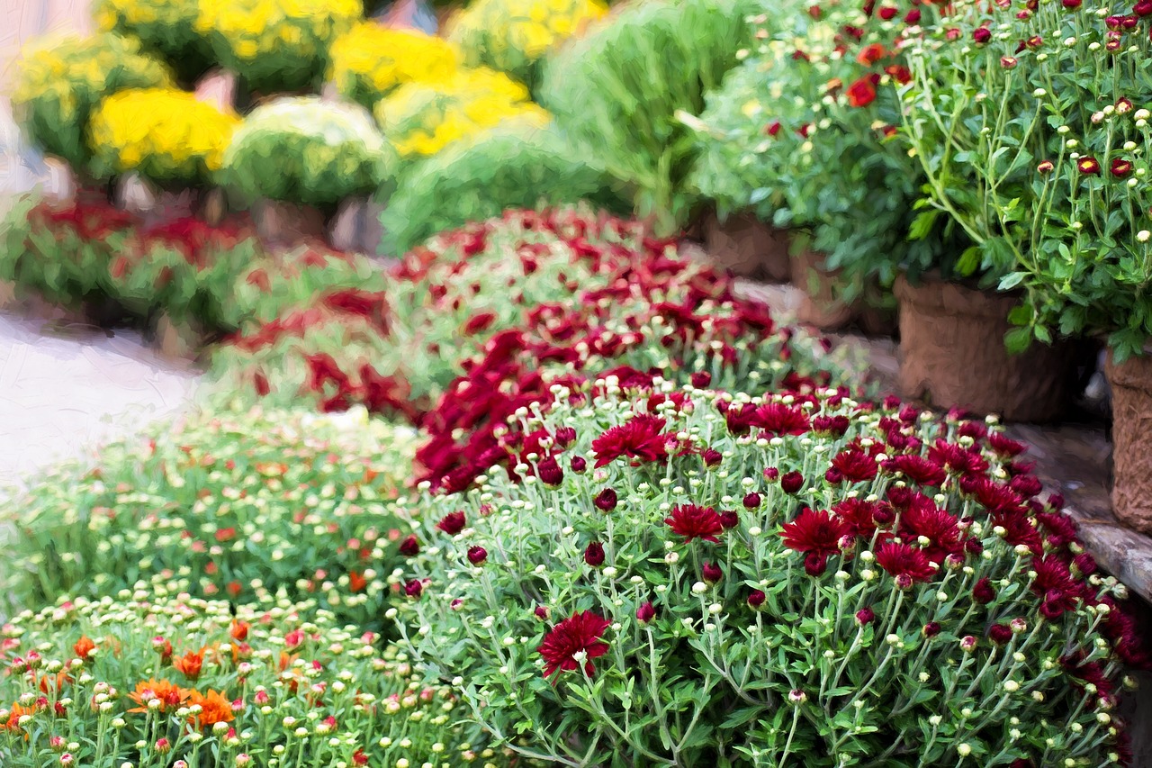 chrysantheme jardin automne