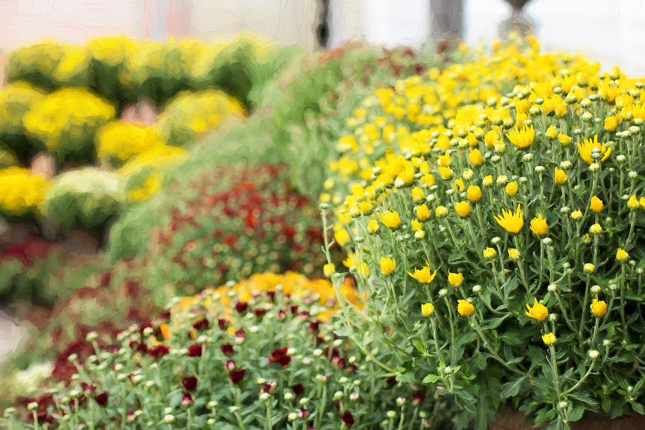 chrysantheme jardin automne