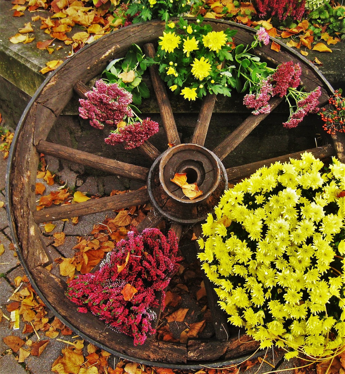 chrysanthemum jardin automne