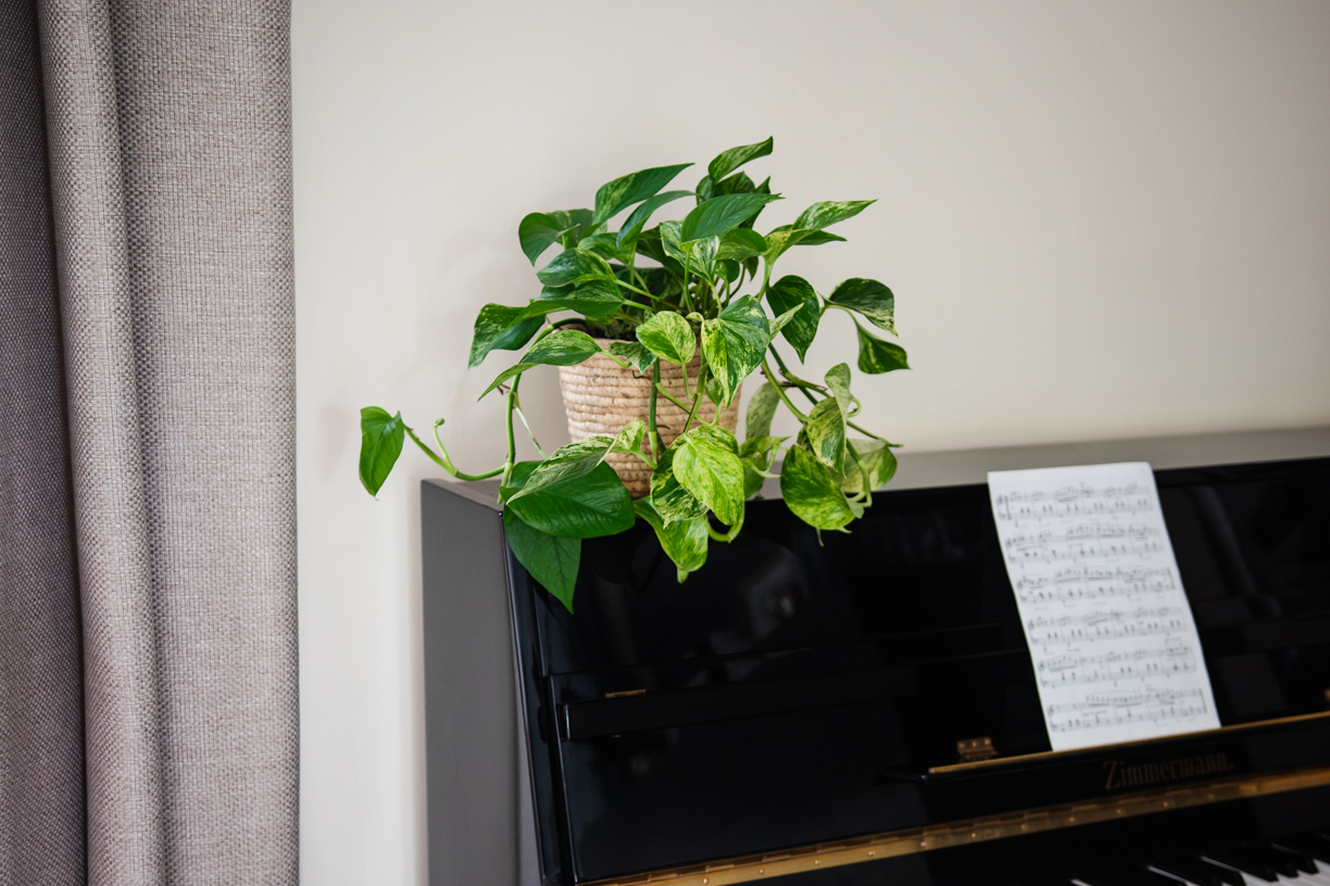 pothos plante verte intérieur lianes