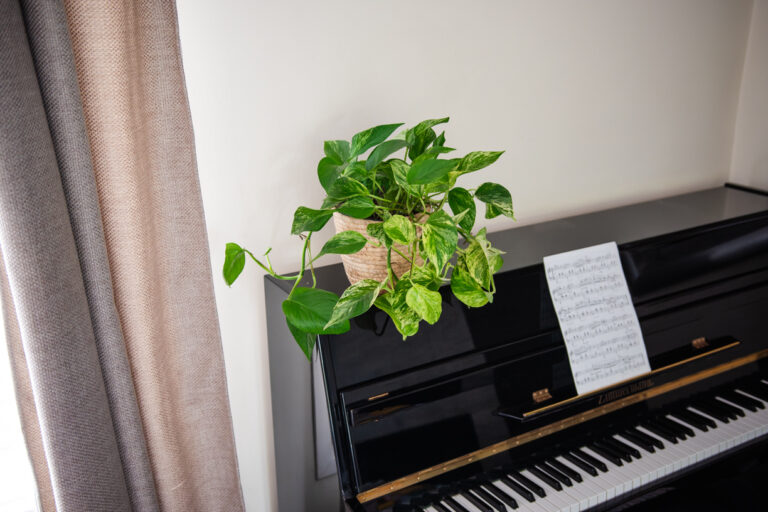 pothos plante verte intérieur lianes