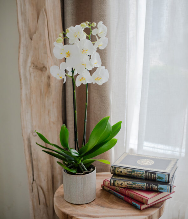 orchidée blanche plante verte fleurie intérieur