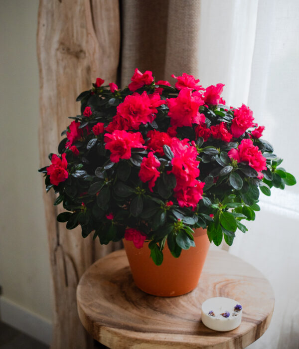 azalée rouge plante verte fleurie intérieur saison automne