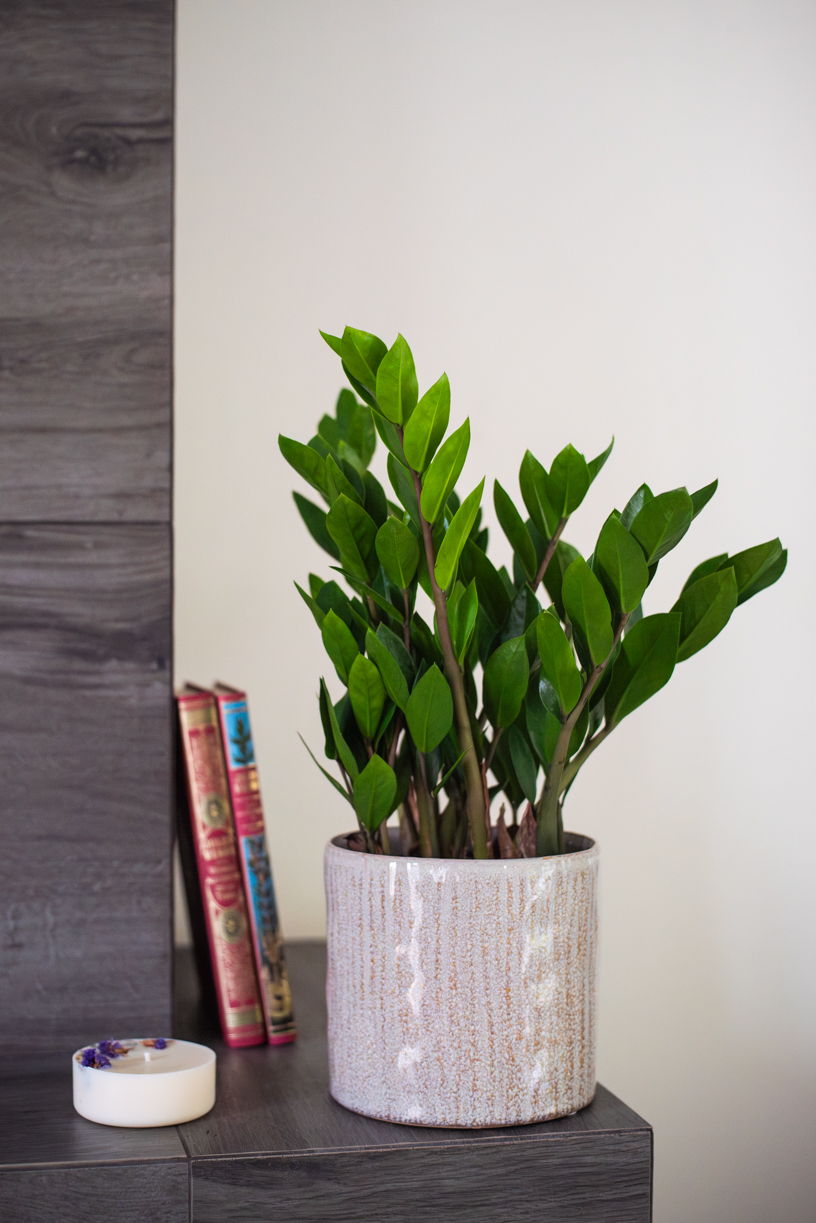 zamioculcas plante verte intérieur succulente