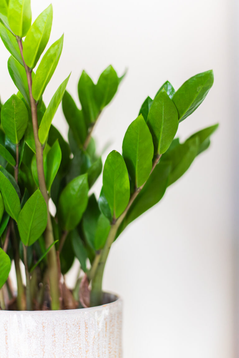 zamioculcas plante verte intérieur succulente