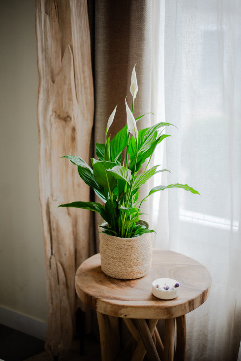 spathiphyllum plante verte intérieur fleurs blanches