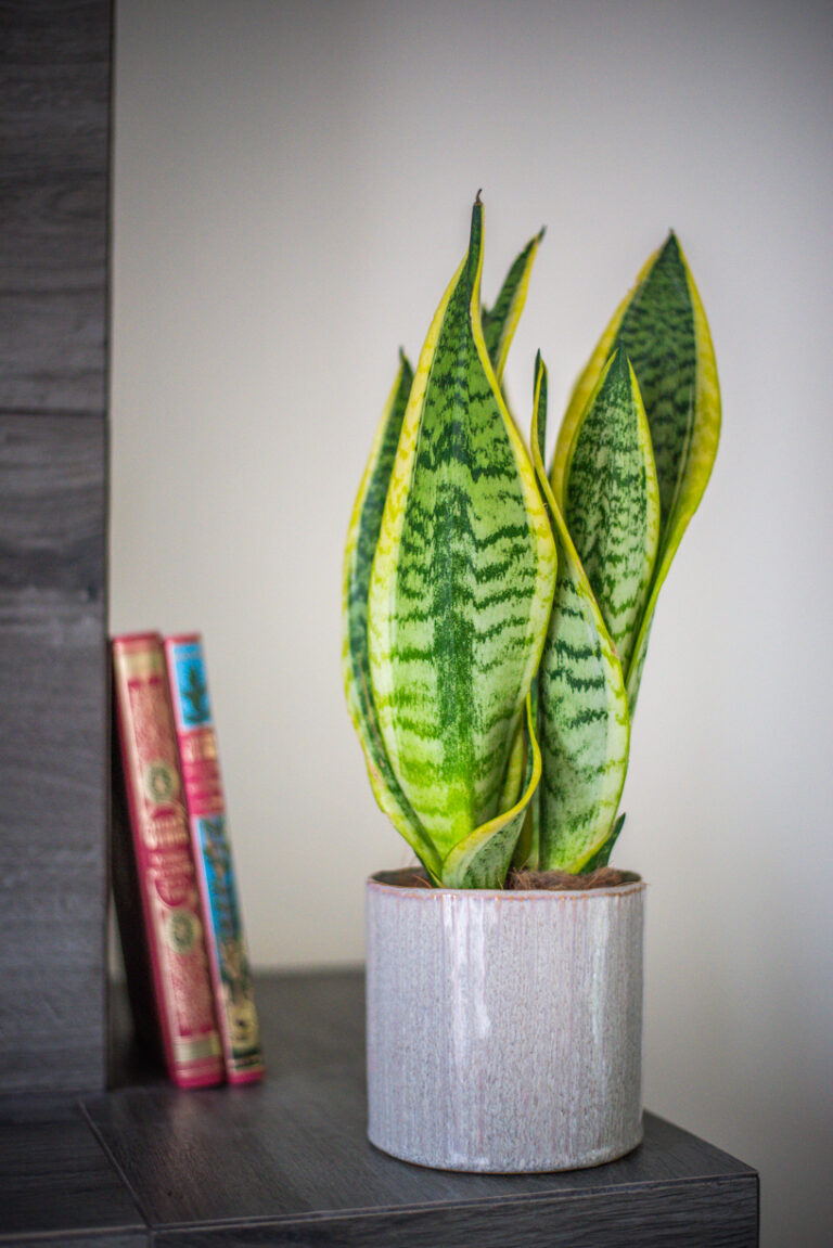 sansevière plante verte jaune intérieur succulente plantes d'intérieur étudiant appartement