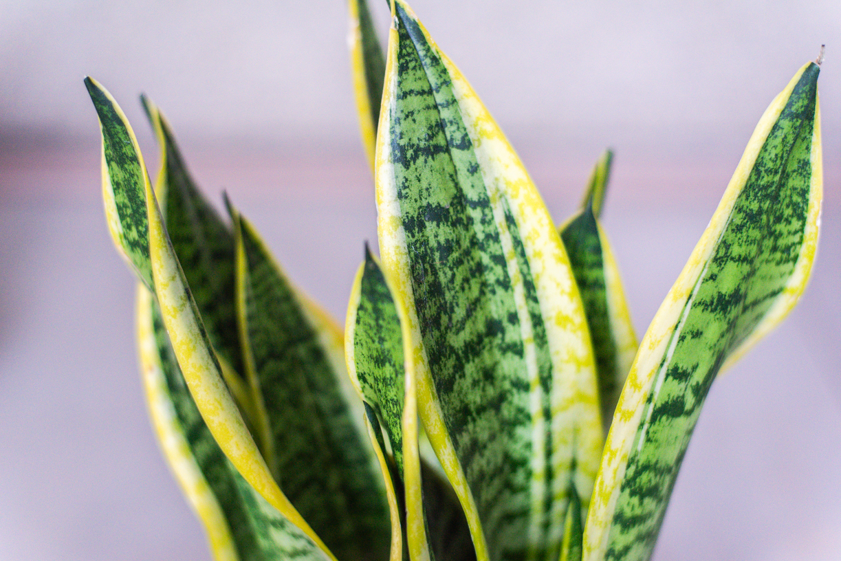 Entretenir ses plantes en novembre sansevière plante verte jaune intérieur succulente