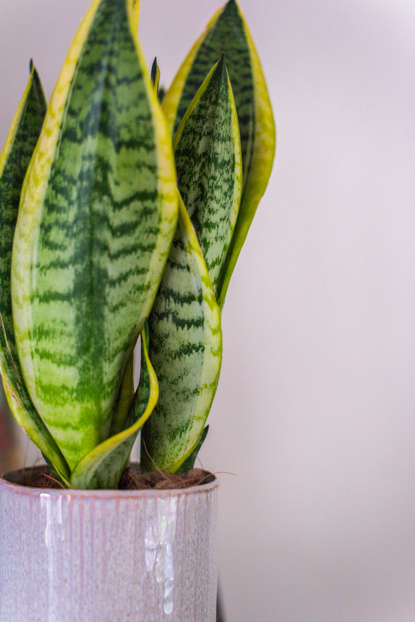 sansevière plante verte jaune intérieur succulente