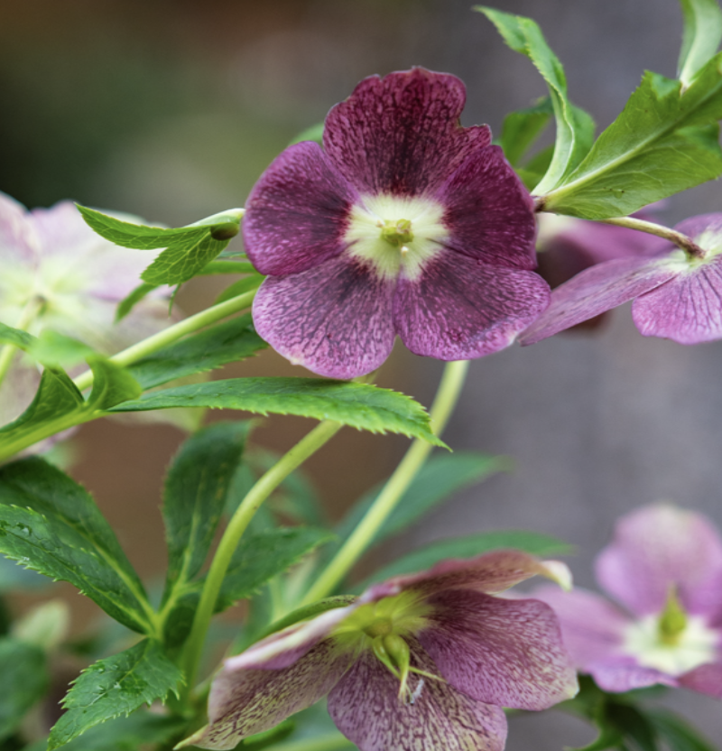 hellebore plante exterieur hiver