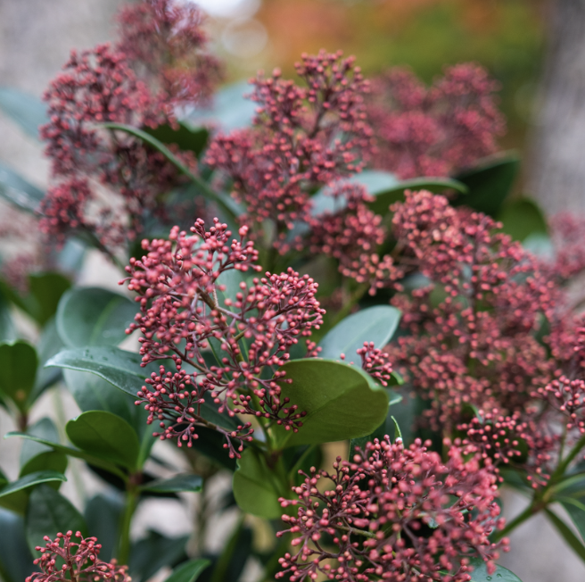 skimmia fleur de saison hiver rouge plante extérieur