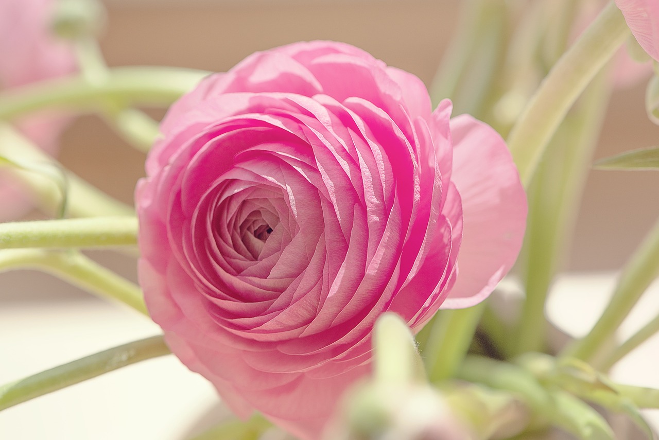 renoncule rose bouquet sur mesure
