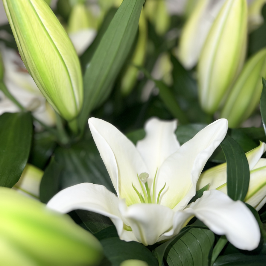 brassée de lys fleurs fête des mères