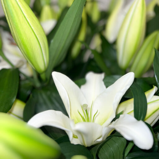 lys blancs casa brassée de fleurs