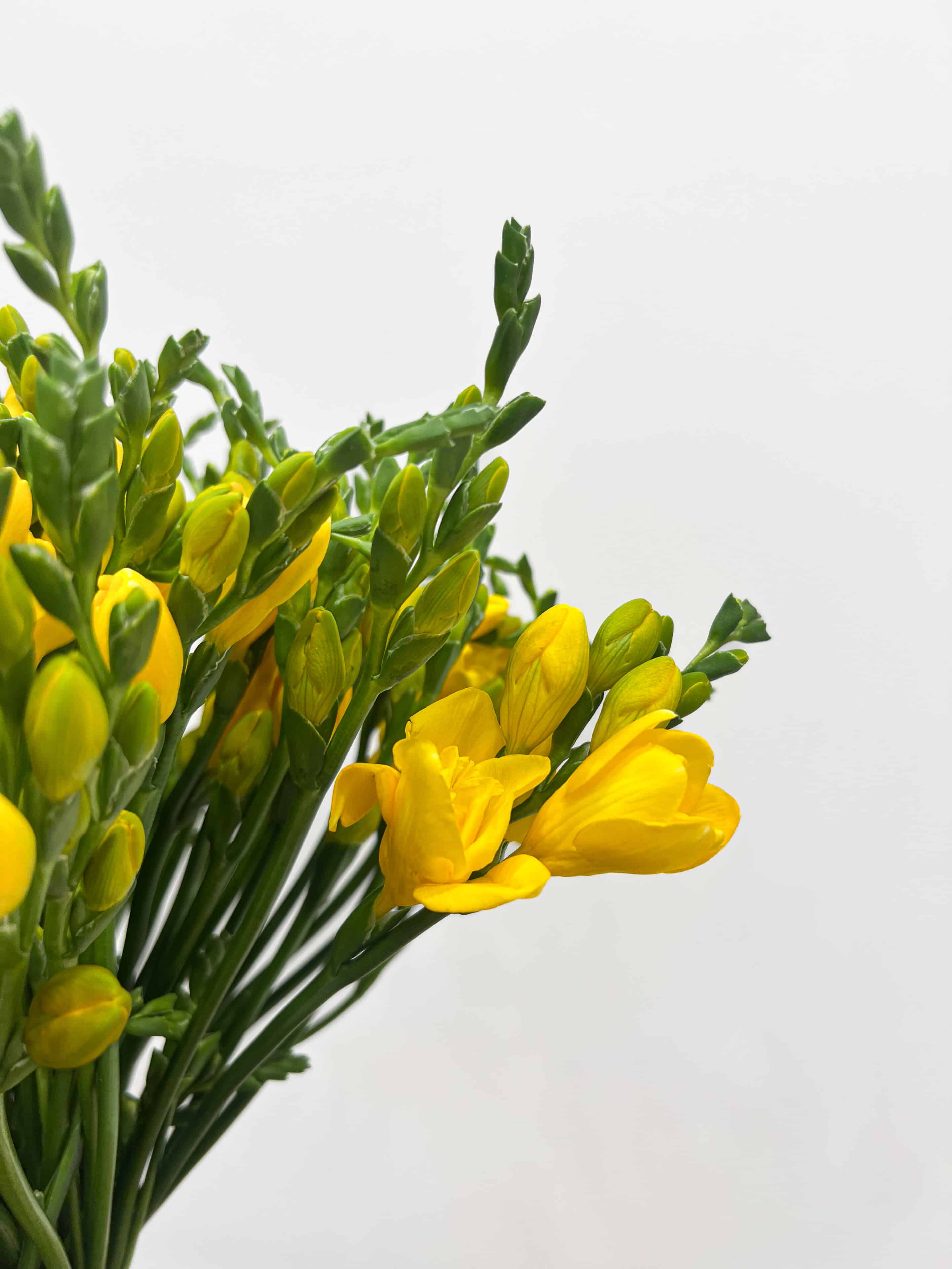 brassée de freesias jaunes