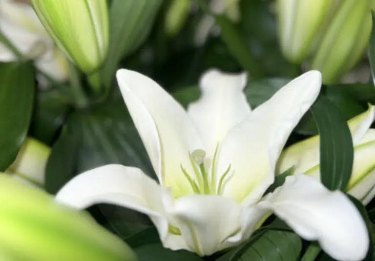 fleur de lys à offrir