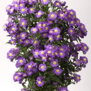 aster, commander bouquet septembre