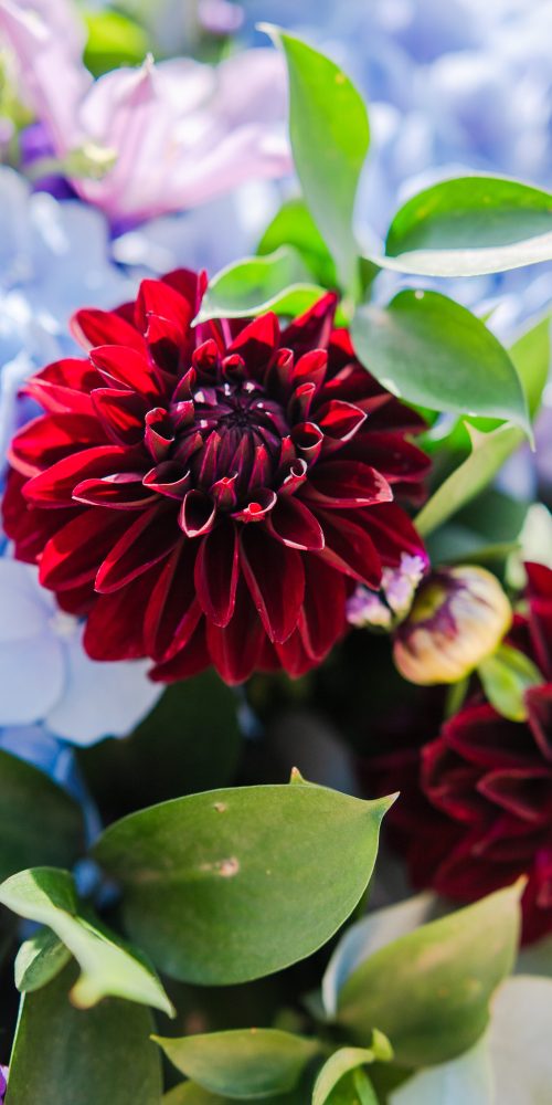 le sentimental hortensia dahlias clematites lisianthus bleu violet bouquet