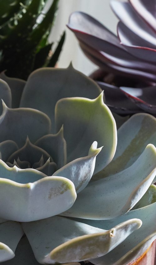 trio de succulentes plantes d'intérieur