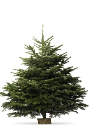 sapin nordmann