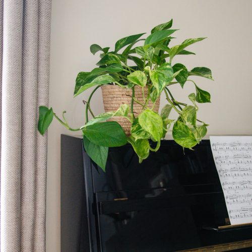 pothos plante verte plantes d'intérieur lianes