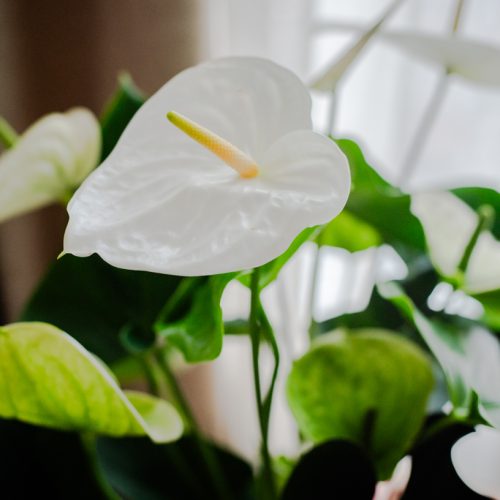 anthurium blanc plante verte fleurie intérieur