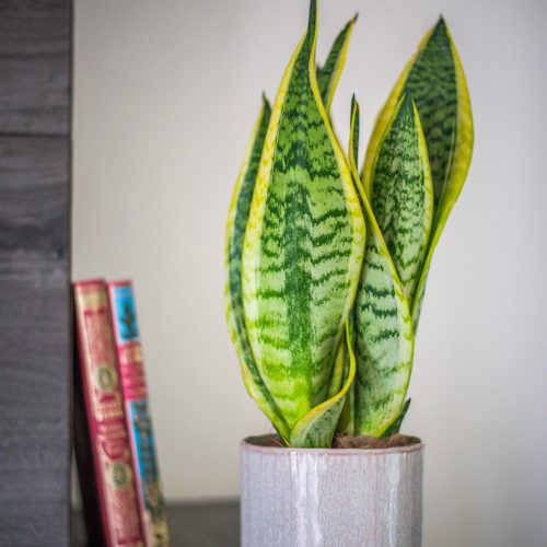 sansevière plante verte jaune intérieur succulente plantes d'intérieur étudiant appartement