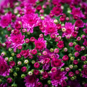 chrysanthème plante extérieur jardin balcon rose automne hiver