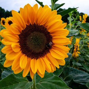 tournesol, commander bouquet septembre