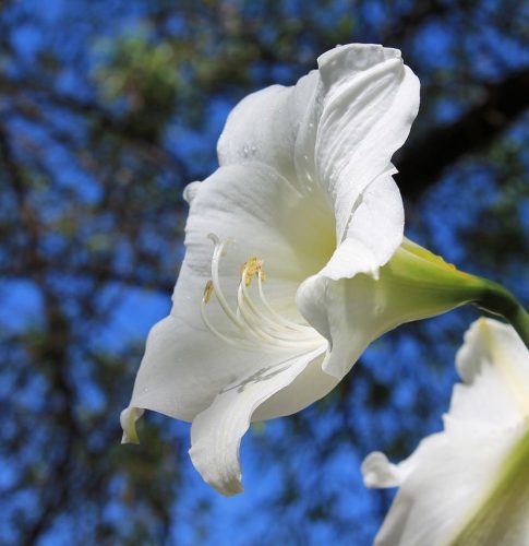 Amaryllis bouquet d'hiver